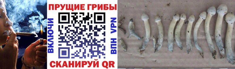 Галлюциногенные грибы прущие грибы Сурск